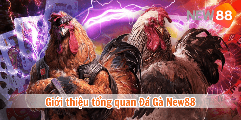 Ưu điểm vượt trội khi tham gia đá gà cựa tròn tại nhà cái New88