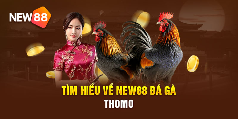 Kinh nghiệm chơi đá gà New88 online